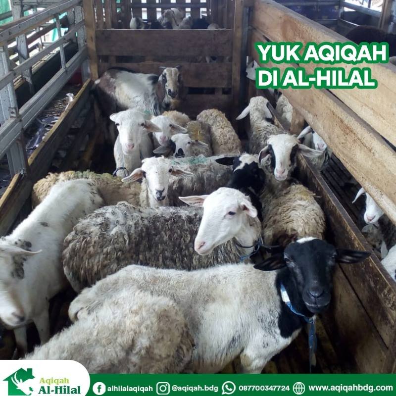 kandang kambing aqiqah bandung al hilal, kandang dombang aqiqah bandung al hilal
