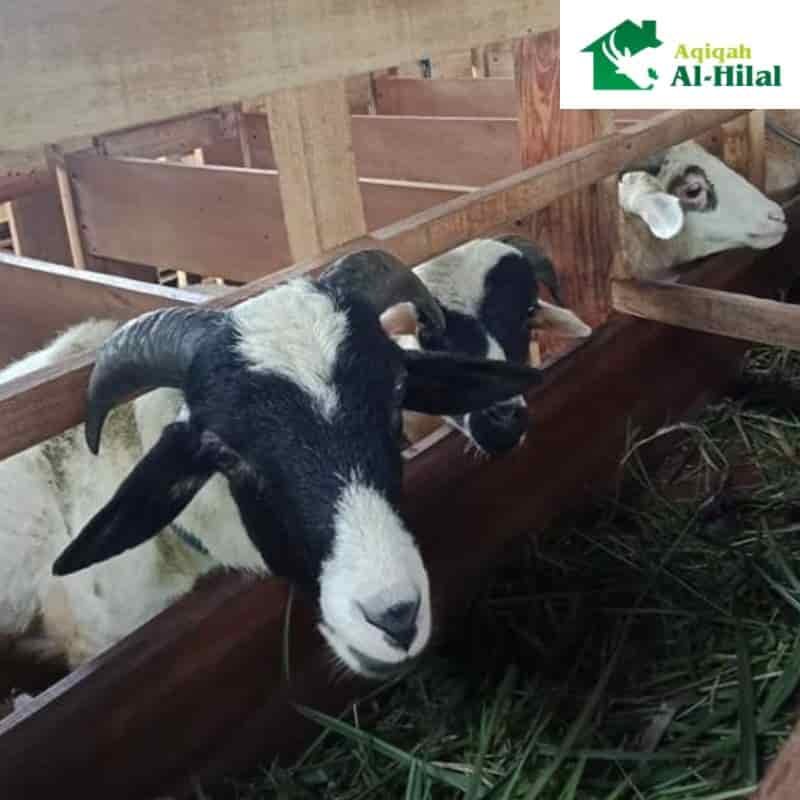 kambing aqiqah di cimahi, domba aqiqah di cimahi