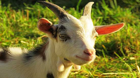 QURBAN BARENG AQIQAH, HEMAT ATAU KELIRU? SIMAK PENJELASANNYA!