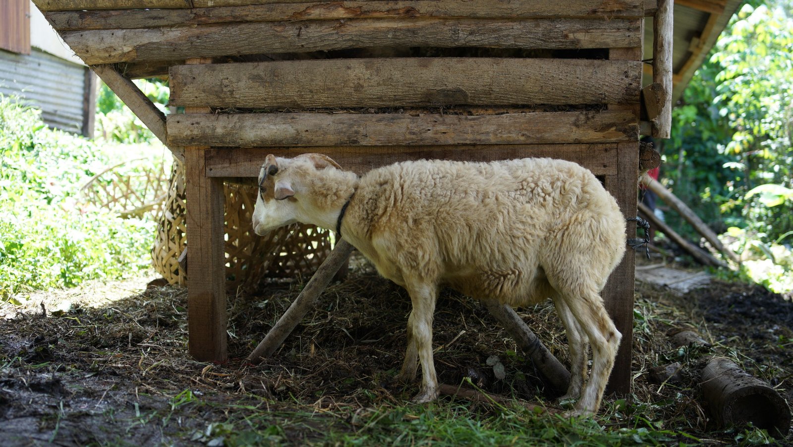 Jasa Aqiqah Higienis & Berkualitas di Bandung 2021